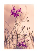 Purple Flowers Close-Up | Búðu til þitt eigið plakat