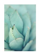 Agave Plant Leaves | Búðu til þitt eigið plakat