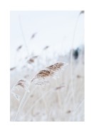 Reeds In Winter | Búðu til þitt eigið plakat
