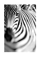 Zebra Portrait | Búðu til þitt eigið plakat