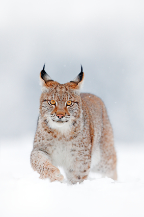 Lynx In Winter Landscape