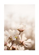 Magnolia Flowers In Spring | Búðu til þitt eigið plakat