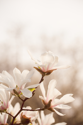 Magnolia Flowers In Spring