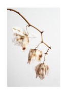 Dried Flower Petals | Búðu til þitt eigið plakat