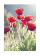 Poppies In The Evening Sun | Búðu til þitt eigið plakat