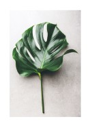 Monstera Leaf | Búðu til þitt eigið plakat