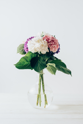 Hydrangea Flowers In Vase