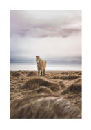 Icelandic Horse In Winter Landscape | Búðu til þitt eigið plakat