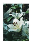 White Lily Flowers | Búðu til þitt eigið plakat