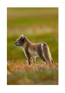 Arctic Fox In The Wild | Búðu til þitt eigið plakat