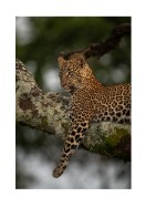 Leopard In A Tree In The Wild | Búðu til þitt eigið plakat